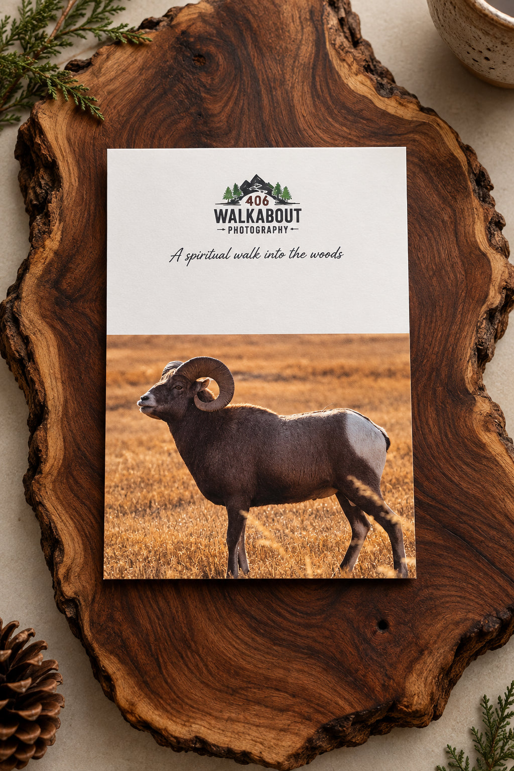 Bighorn Sheep